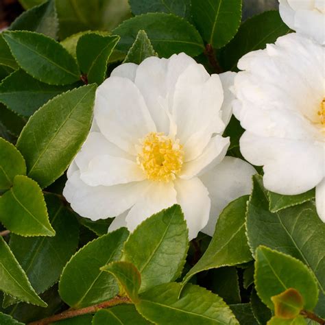 Complete Camellia Care Guide: How to plant, grow, and care for camellias