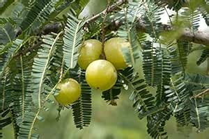 Royal Paradise Garden Rare Indian Gooseberry Live Grafted Live Plant ...