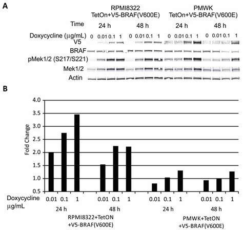 Oncogenic BRAF(V600E) Induces Clastogenesis and UVB Hypersensitivity