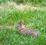 Image result for Cottontail Graco Baby