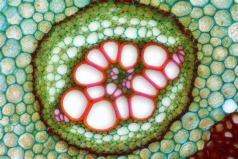 28 Jaw-Dropping Close-Up Photographs Of Nature | Microscopic photography, Nikon small world ...