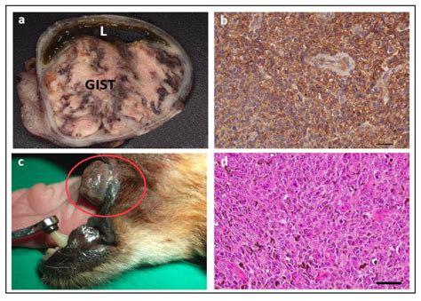 Clinical Use of Molecular Biomarkers in Canine and Feline Oncology ...