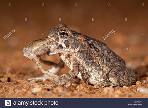Image result for Toad Eating Raven
