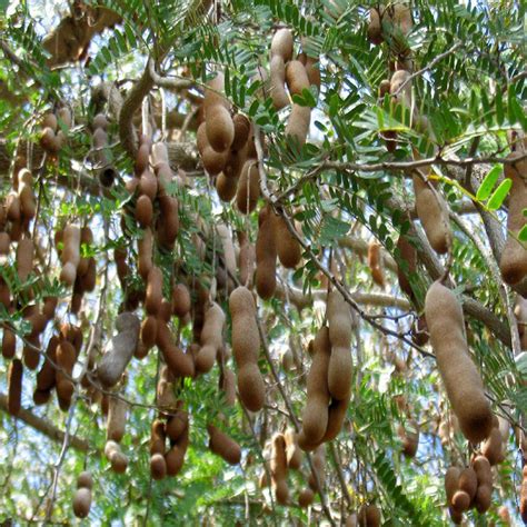 Tamarind-PKM (Grafted)- Fruit Plants & Tree – PlantsKingdom