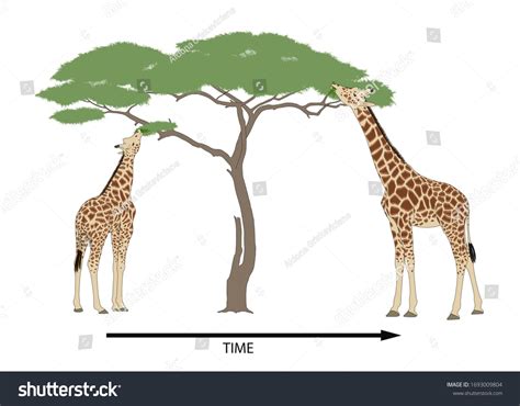 356 Giraffe Short Neck Images, Stock Photos & Vectors | Shutterstock
