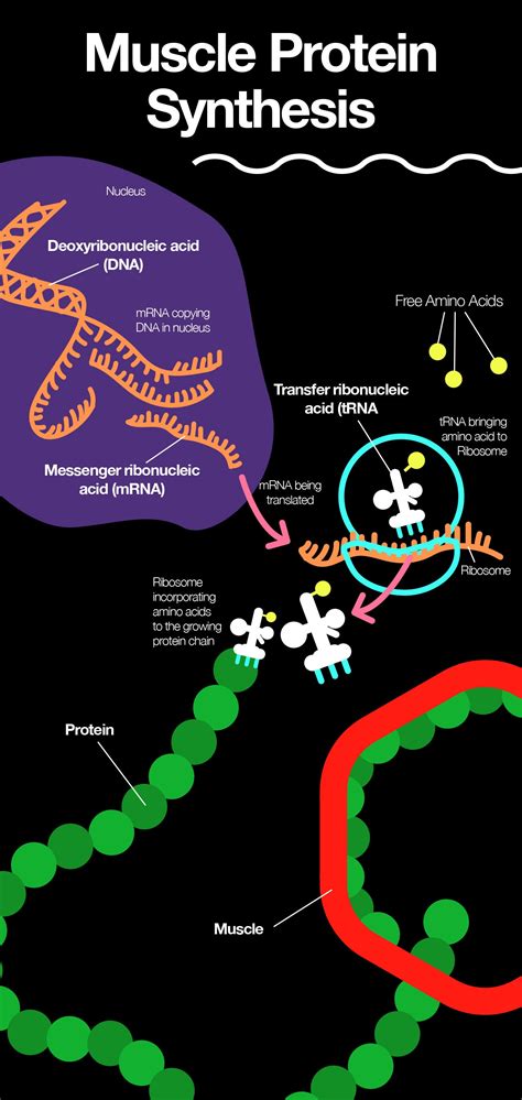 Amino Acids and Muscle Protein Turnover: Keeping Muscles Strong – The Amino Company