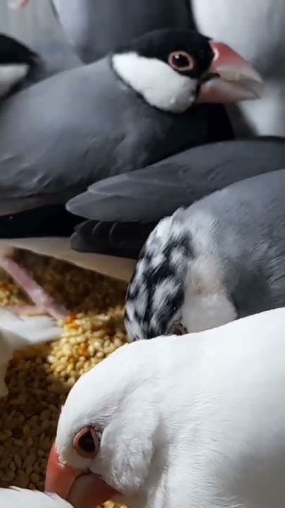 Image result for Java Sparrow Breed