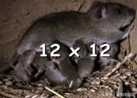 揭秘：一對老鼠如何在一年內繁衍到了15000隻！ - 每日頭條