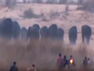 Elephant herd strays into Midnapore, destroy crops