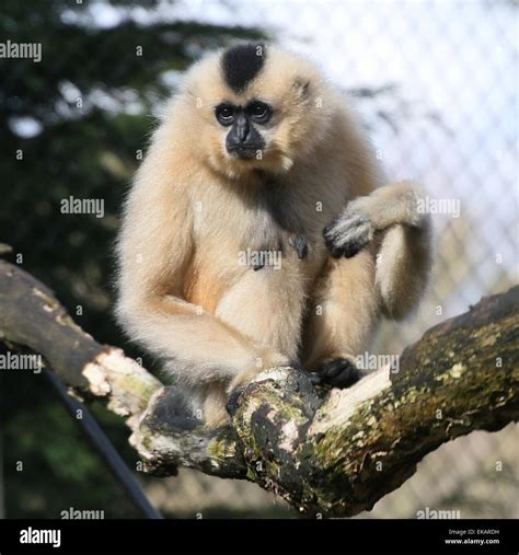 Female Yellow cheeked gibbon (Nomascus gabriellae), a.k.a. golden ...
