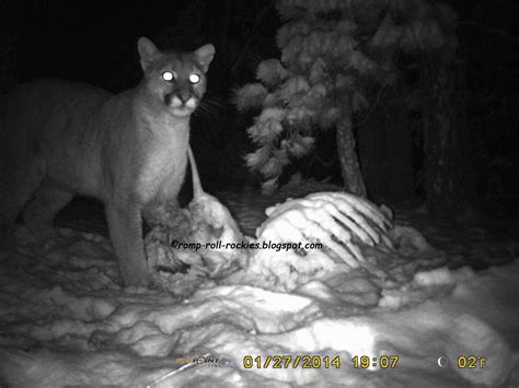 Mountain Lion Eats Coyote 的图像结果