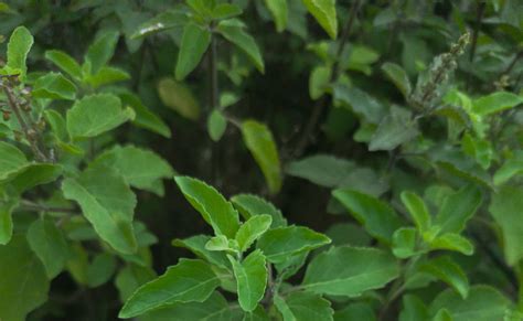 तुलसी के पत्ते खाने से कौन सी बीमारी ठीक होती है? | Tulsi ke patte ...