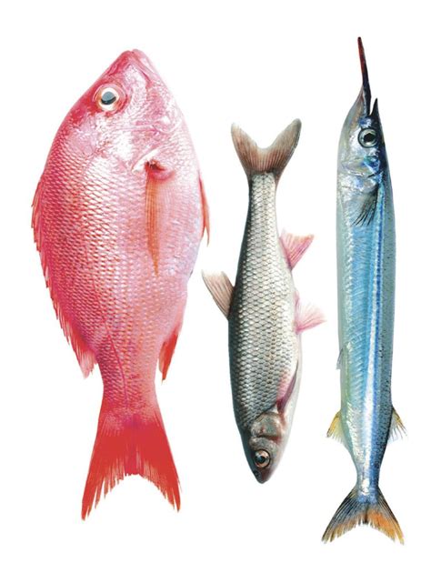 Three Different Types of Fish Drawing Ideas