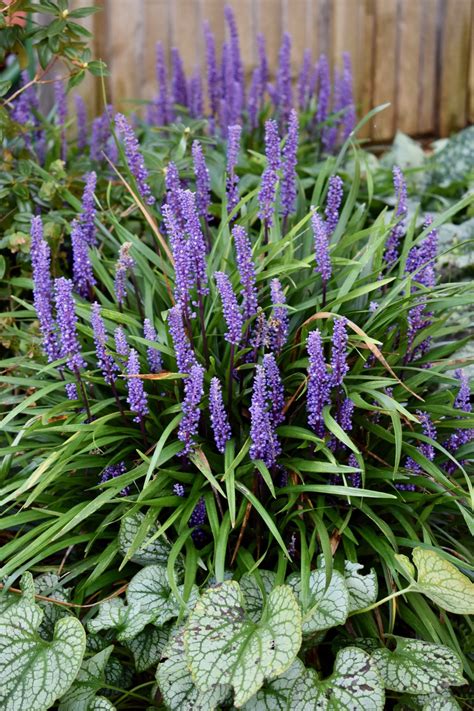 Lily-turf (liriope muscari ‘Big Blue’) – Herbidacious