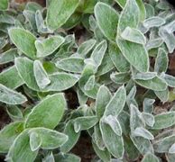 Image result for Fuzzy Wandering Jew Plant