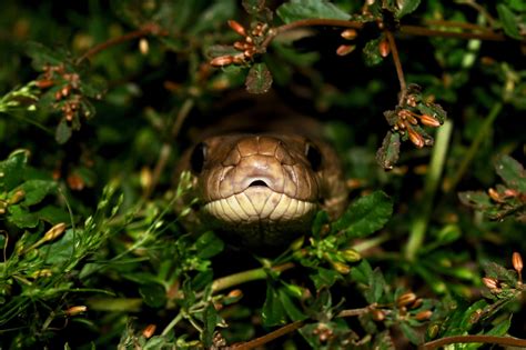 Image result for How to Make a Olive Python Nesting