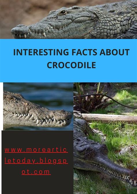 Fun Facts About Crocodiles