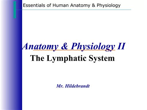 Lymphatic System Lecture 的图像结果