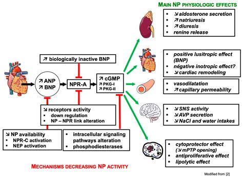 Bnp Brain Natriuretic Peptide