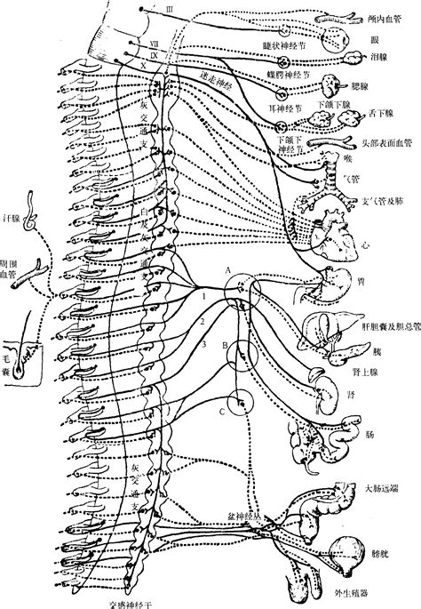 575 内脏神经概观-人体解剖学-医学