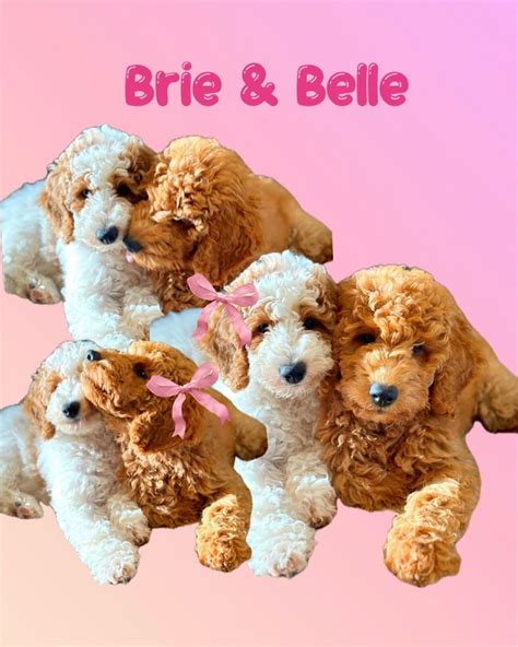 Brie🐶& Belle🧸 (@keepingupbrieandbelle) • Instagram photos and videos