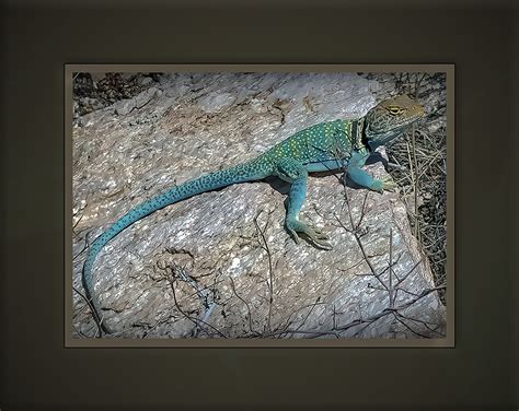 Image result for Eastern Collared Lizard