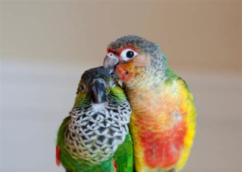 Image result for Conure Parrot Types