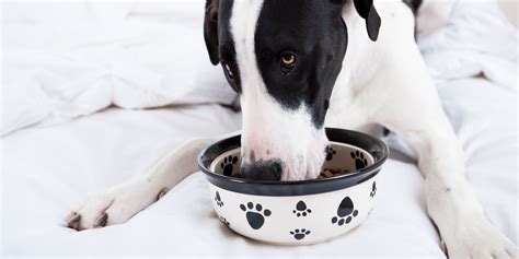 15 Best Dog Food For Great Danes – Based on Their Nutritional Needs