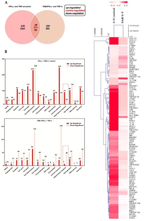 Polyopes affinis Suppressed IFN-γ- and TNF-α-Induced Inflammation in ...