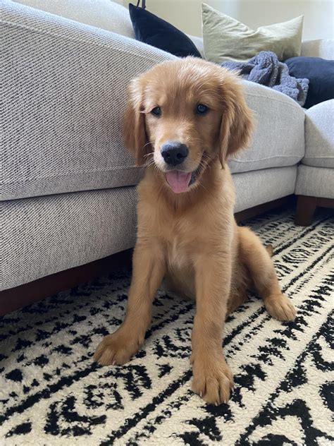 What Can I Expect From My 10 Week Old Puppy