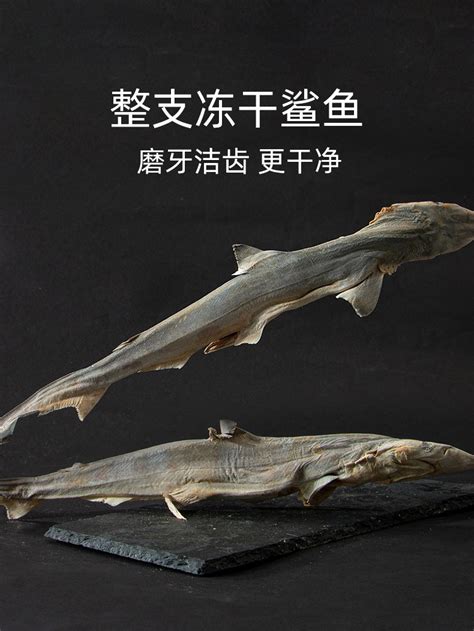 【动物分类志】软骨鱼纲 · 虎鲨目 - 知乎