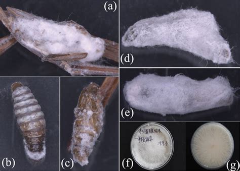 Fusarium