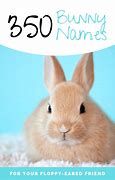 Image result for baby rabbit names
