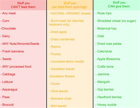 Chinchilla Feeding List: What to Feed Your Pet Chinchilla