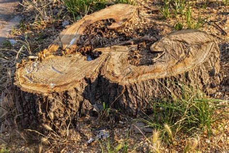 Image result for Felling of World Famous Tree