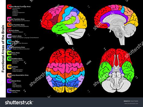 Brain Function Map 的图像结果