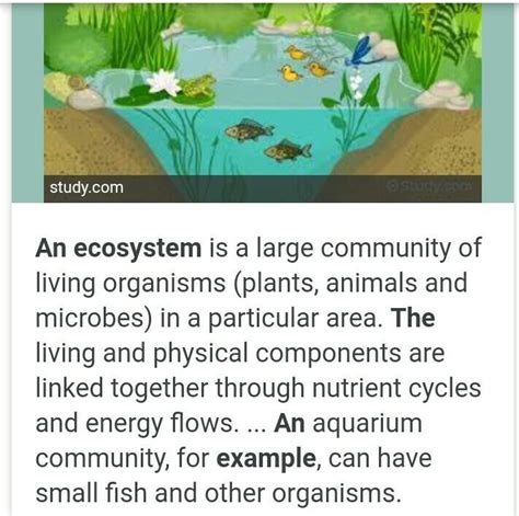 Explain any one ecosystem with examples full explanation - Brainly.in