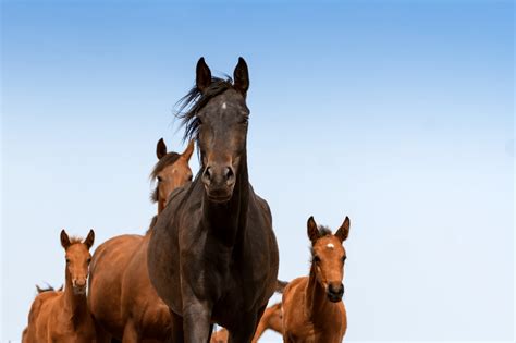 Groups of Horses: A Beginner’s Guide to Herd Dynamics - Horse Rookie