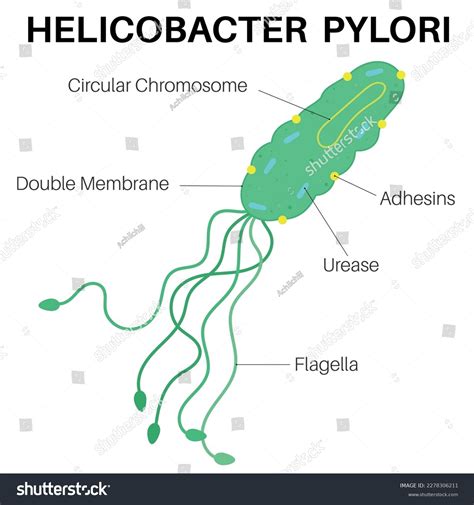 Helicobacter Pylori H Pylori Bacteria Infect Stock Vector (Royalty Free) 2278306211 | Shutterstock