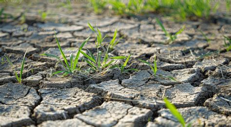 This image vividly depicts cracked soil interspersed with resilient grass, illustrating the ...