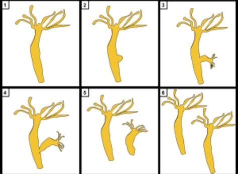why is budding a form of asexual reproduction? Explain using a diagram ...