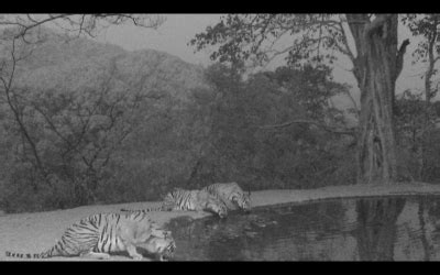 Jamoon: Corbett's Hidden Treasure | Nature inFocus