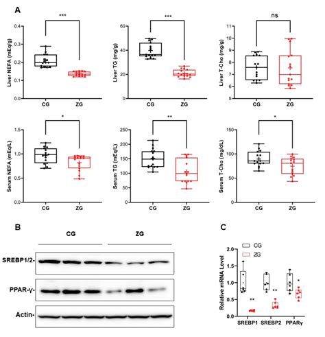 Zonarol Protected Liver from Methionine- and Choline-Deficient Diet ...