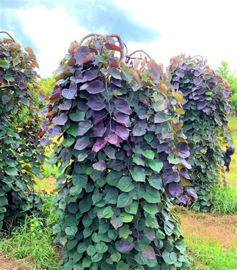'Ruby Falls' Redbud Flowering Ornamentals | McMakin Farms