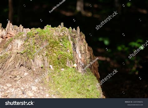 Living Forest Rivers Animals Complete Creators Stock Photo 2207296051 ...