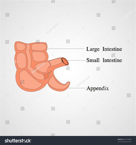 Image result for Appendix Structure