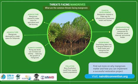 SHRIMP MANGROVE COEXISTENCE IN SUNDERBANS | IAS GYAN
