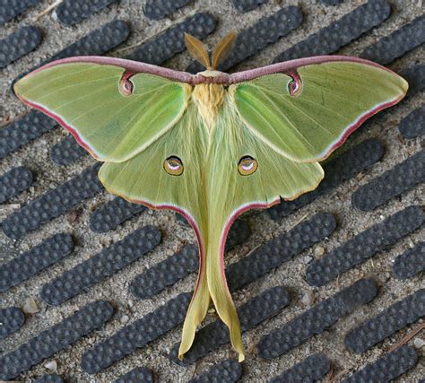 Image result for Large Moth