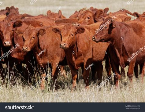 5,018 Red angus cattle Images, Stock Photos & Vectors | Shutterstock