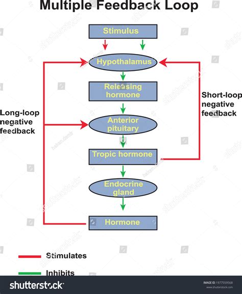 Negative Positive Feedback Mechanism On Scheme Stock Vector (Royalty ...
